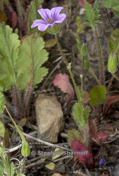 erodium botrys 2 graphic